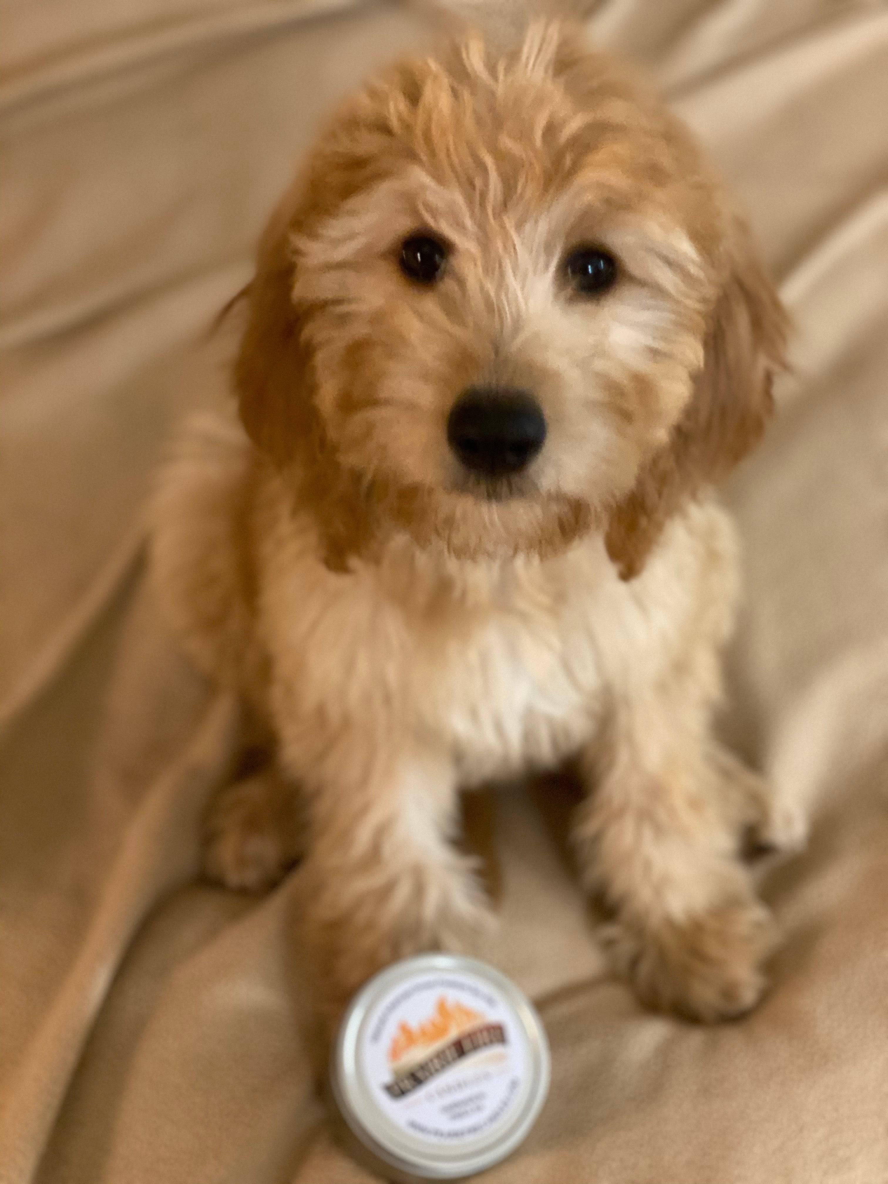 Puppy Breath Soy Wax Candle | 9 oz Amber Apothecary Jar