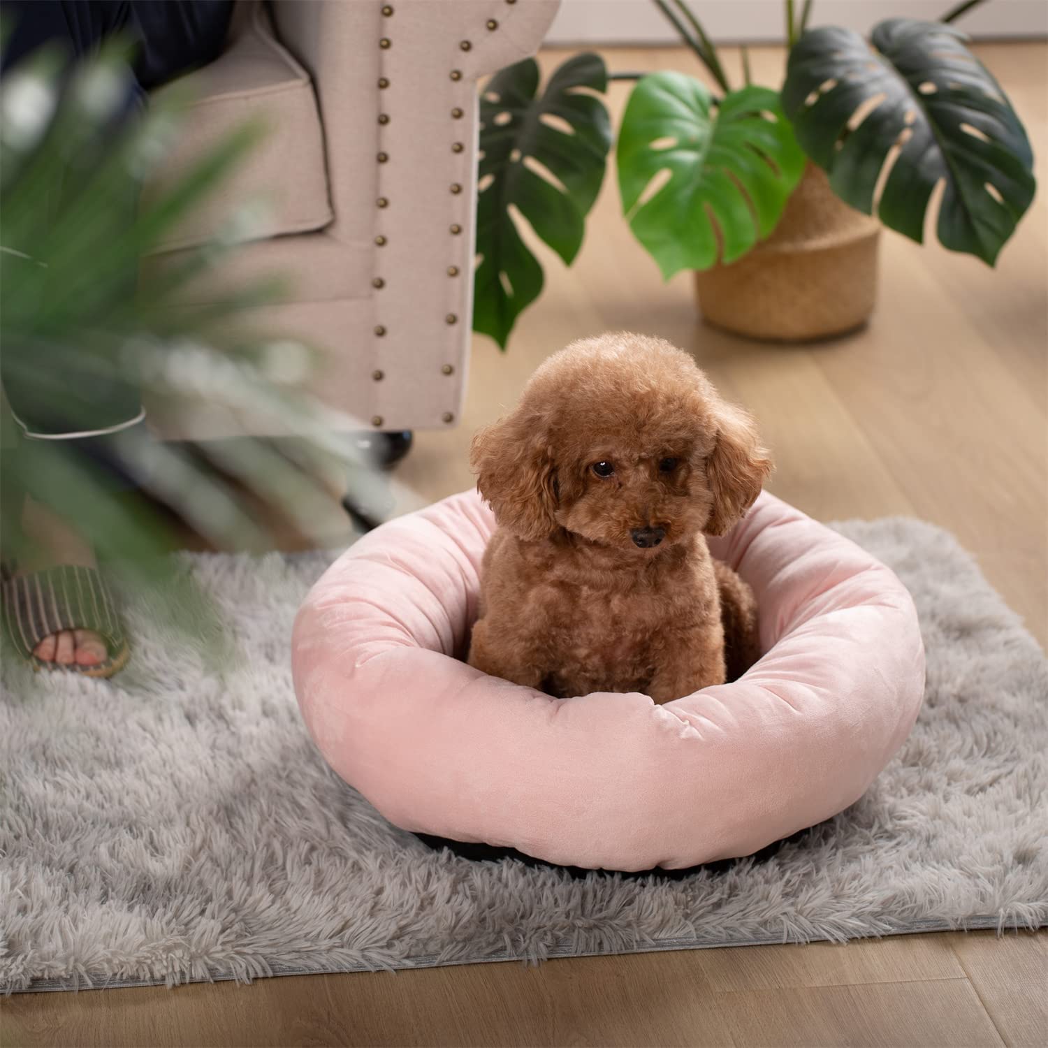 Kasentex Donut Design Round Dog Bed, Anti Slip and Machine Washable