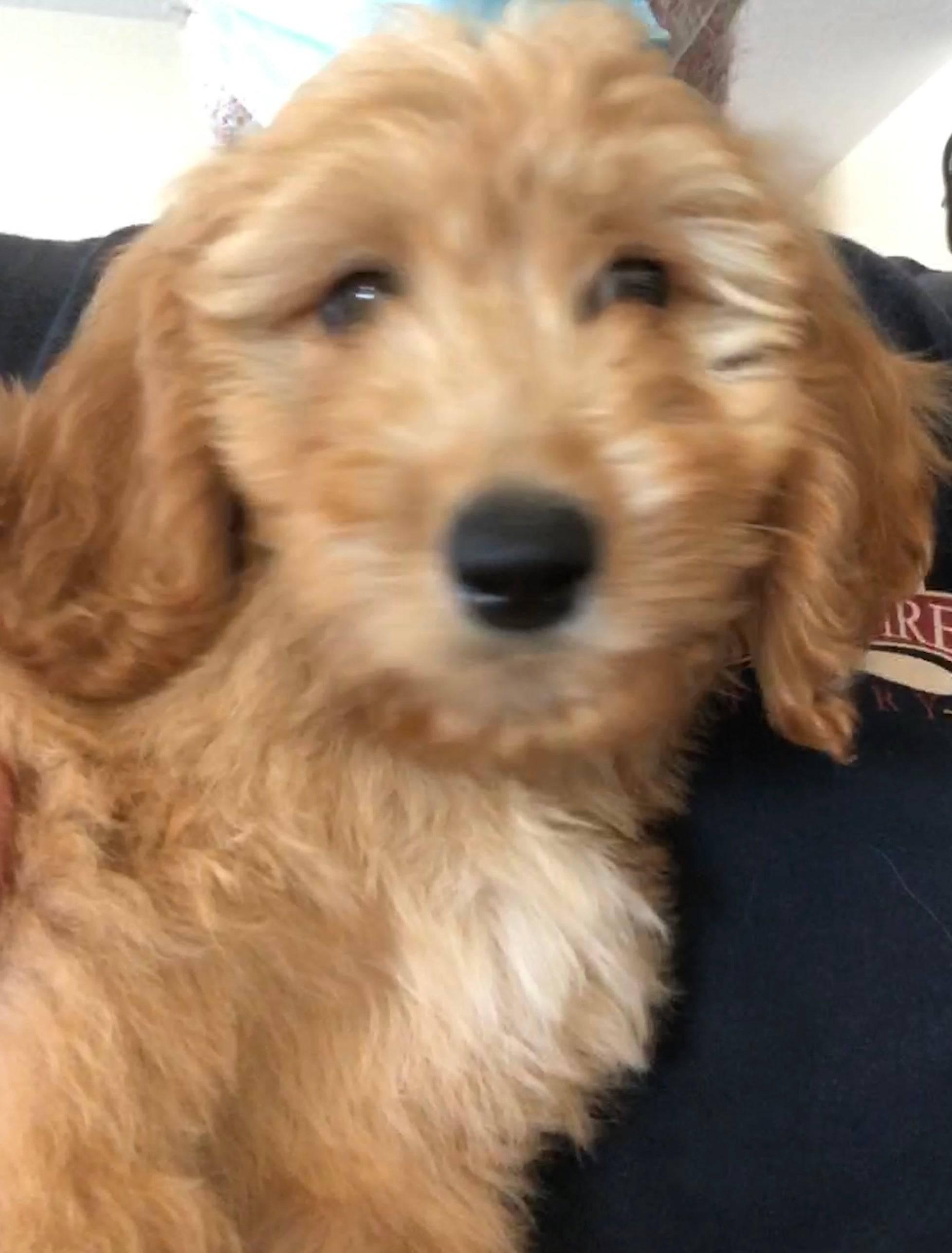 PRAIRIE FIRE Puppy Breath Soy Wax Candle | 9 oz Amber Apothecary Jar